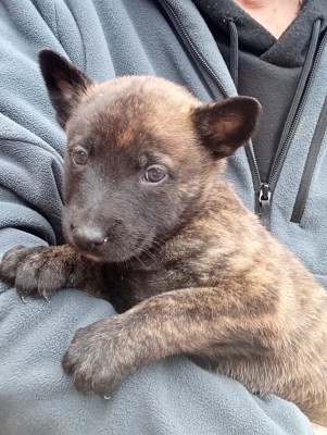 Les chiots de Berger hollandais