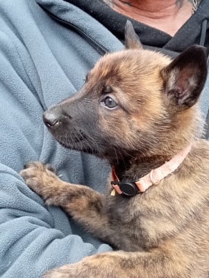 Les chiots de Berger hollandais