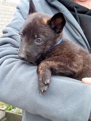 Les chiots de Berger hollandais