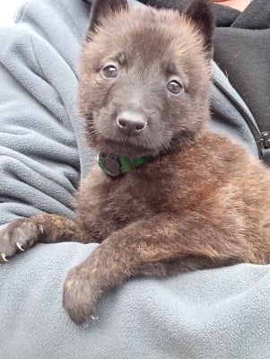 Les chiots de Berger hollandais