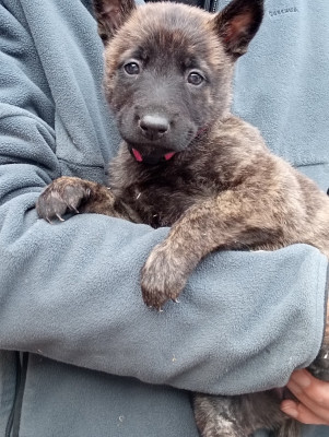 Les chiots de Berger hollandais