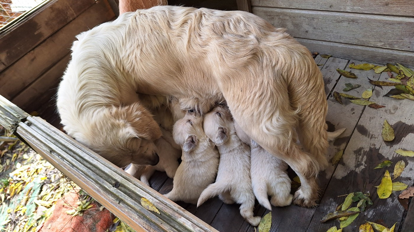 Golden Retriever - des chalets du terreau land