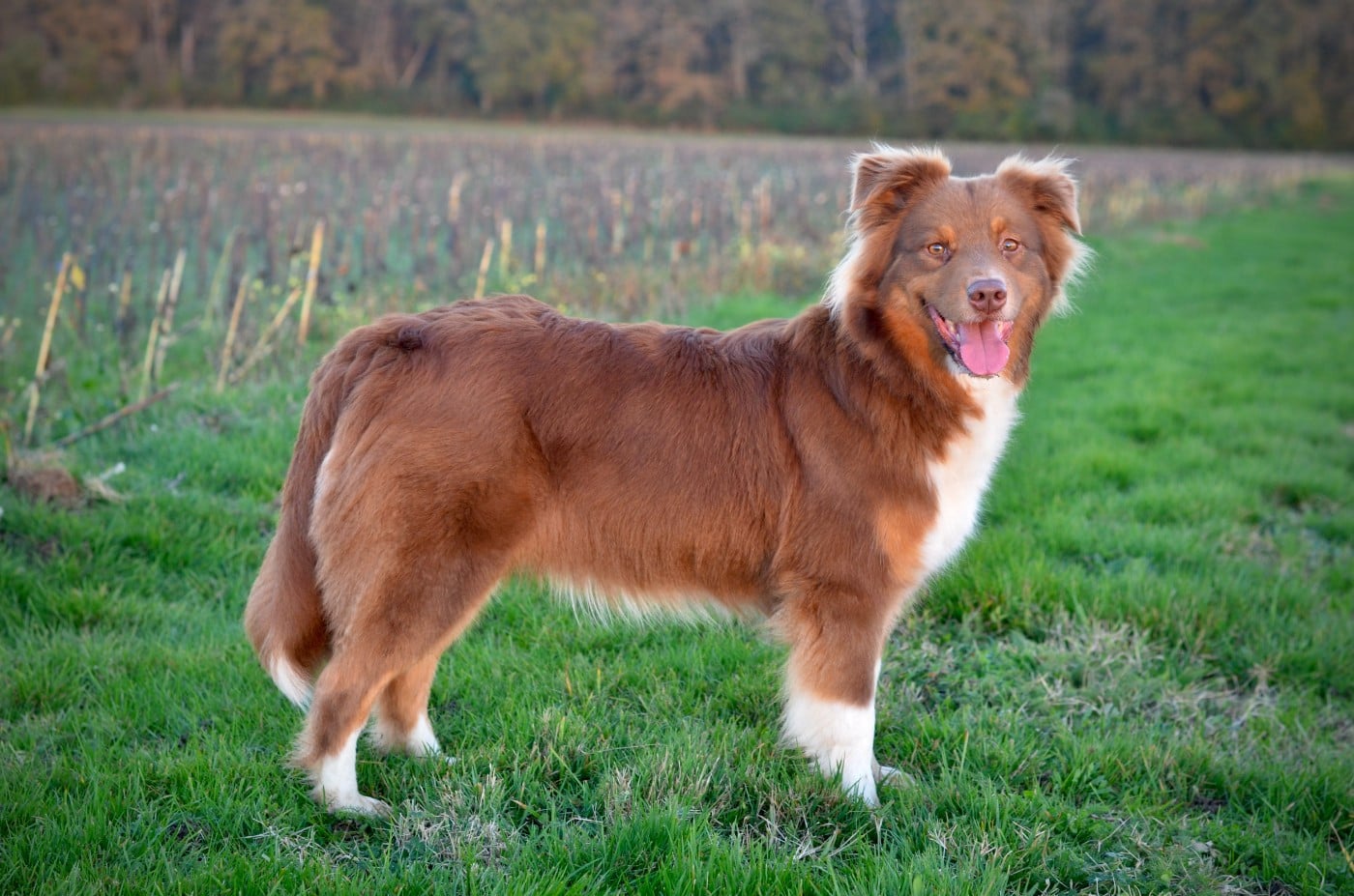 Publication : Du Domaine De Pidamel Auteur : Melanie SCHOTT