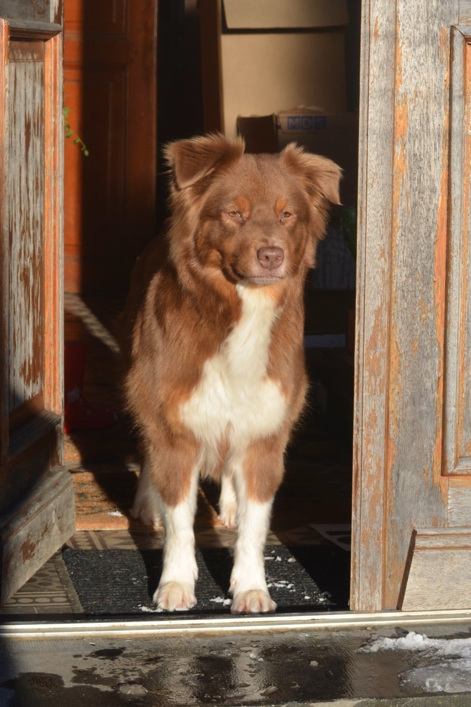 Publication : Du Domaine De Pidamel Auteur : Melanie SCHOTT