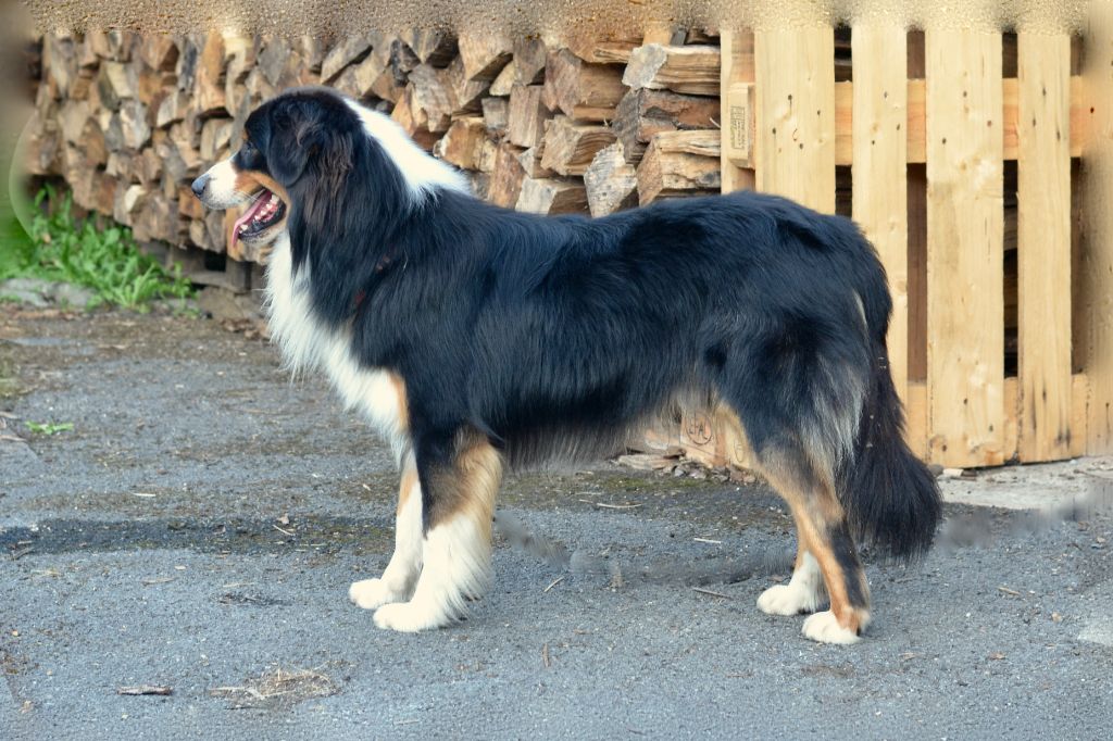 Tiboy De La Plaine De Roiteleux