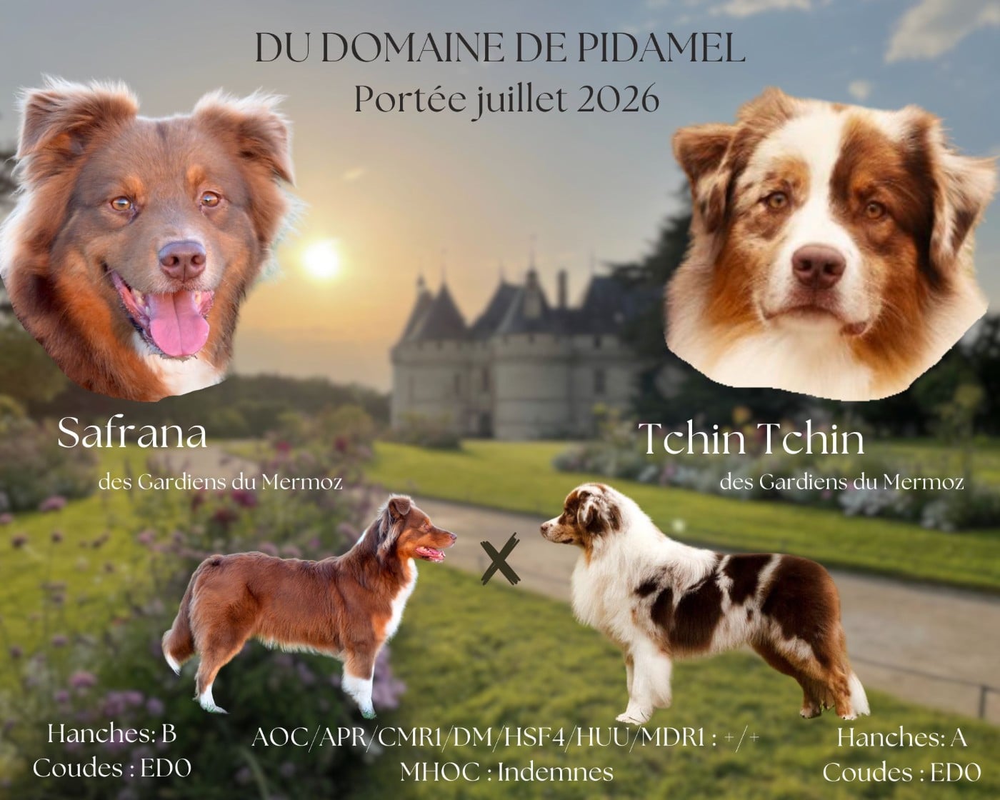 Berger Australien - Du Domaine De Pidamel