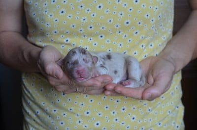 Les chiots de Berger Australien