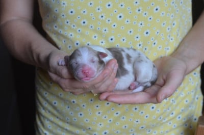 Les chiots de Berger Australien