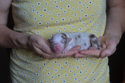 Les chiots de Berger Australien