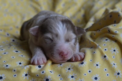 Les chiots de Berger Australien