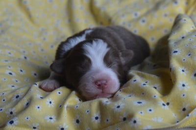 Les chiots de Berger Australien