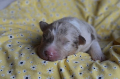 Les chiots de Berger Australien