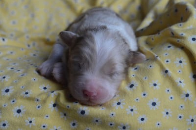Les chiots de Berger Australien