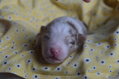 Les chiots de Berger Australien