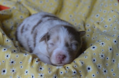 Les chiots de Berger Australien