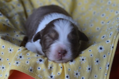 Les chiots de Berger Australien