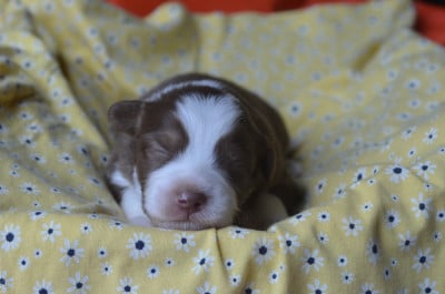 Les chiots de Berger Australien