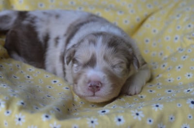 Les chiots de Berger Australien