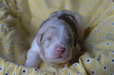 Les chiots de Berger Australien
