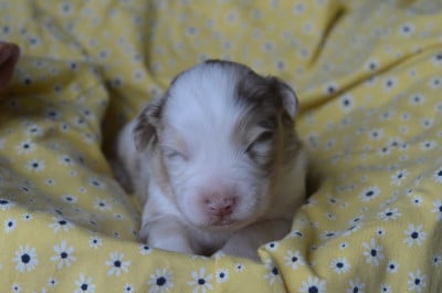 Les chiots de Berger Australien