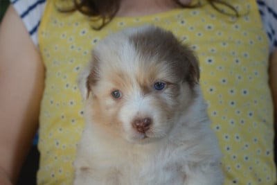 Les chiots de Berger Australien