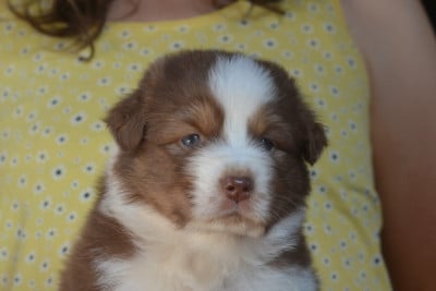 Les chiots de Berger Australien