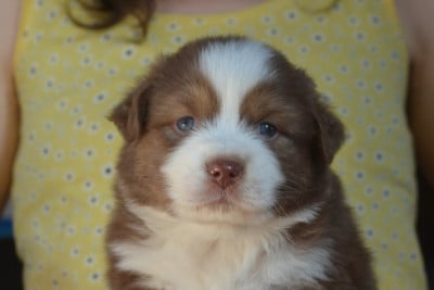 Les chiots de Berger Australien