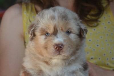 Les chiots de Berger Australien