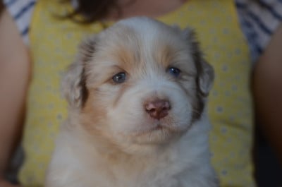 Les chiots de Berger Australien