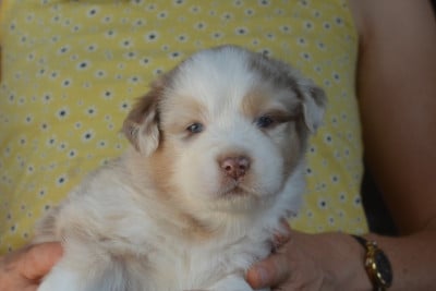 Les chiots de Berger Australien
