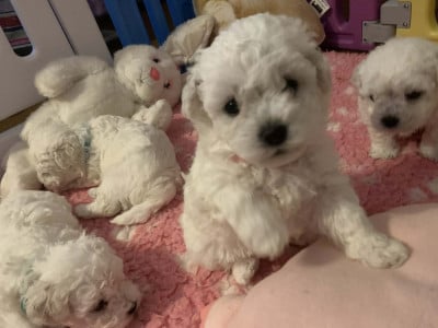 Le Royaume Des Fluffy