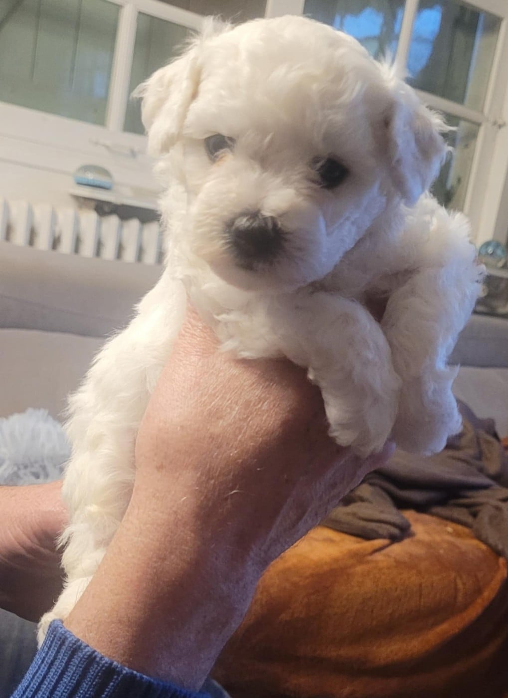 CHIOT 3 - Bichon Frise