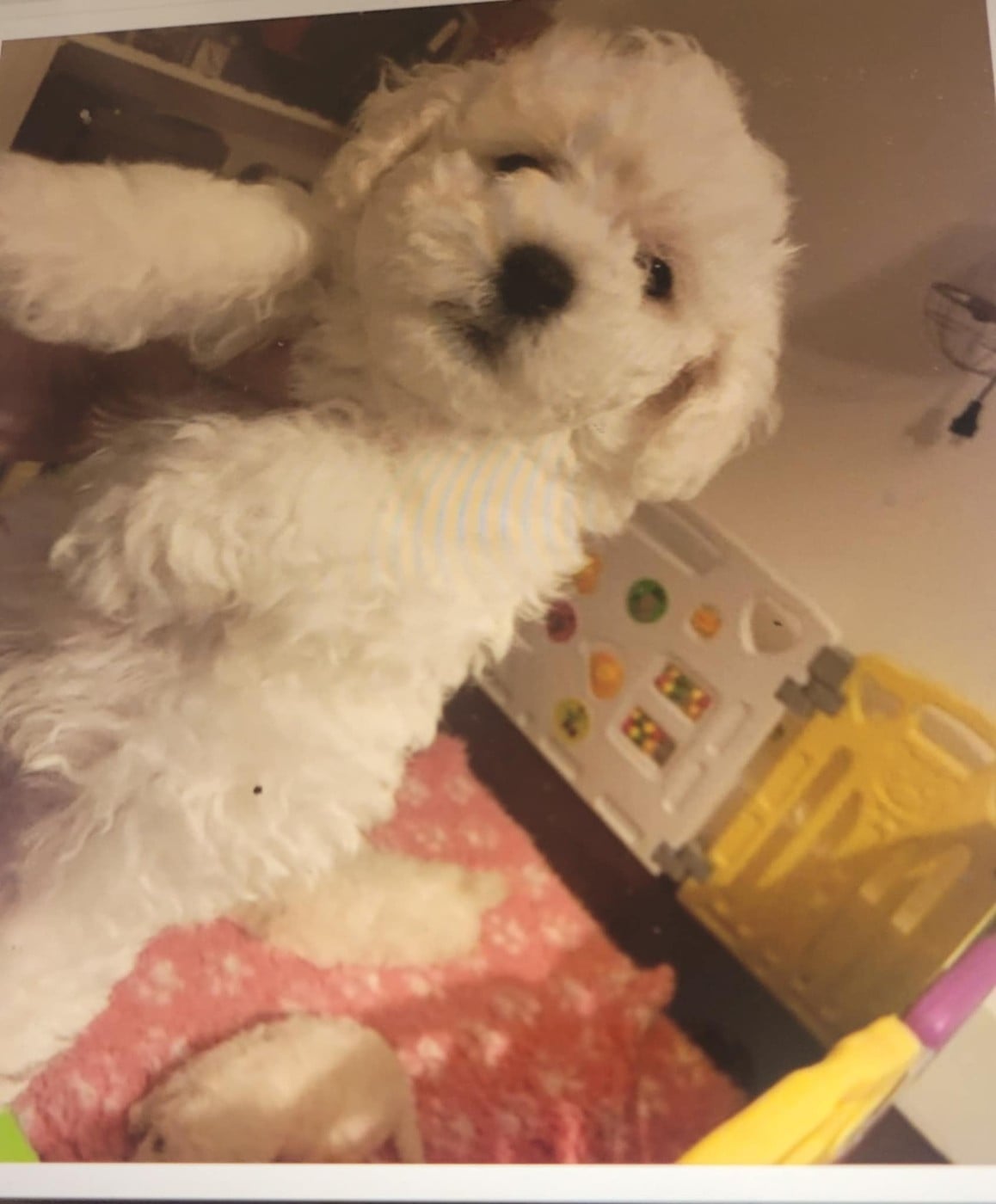 CHIOT 4 - Bichon Frise