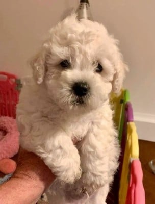 CHIOT 6 - Bichon Frise