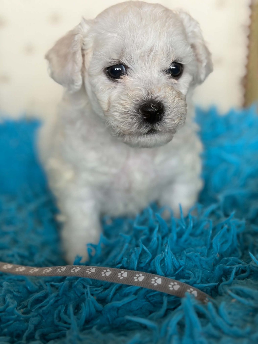 Bichon Frise - Le Royaume Des Fluffy