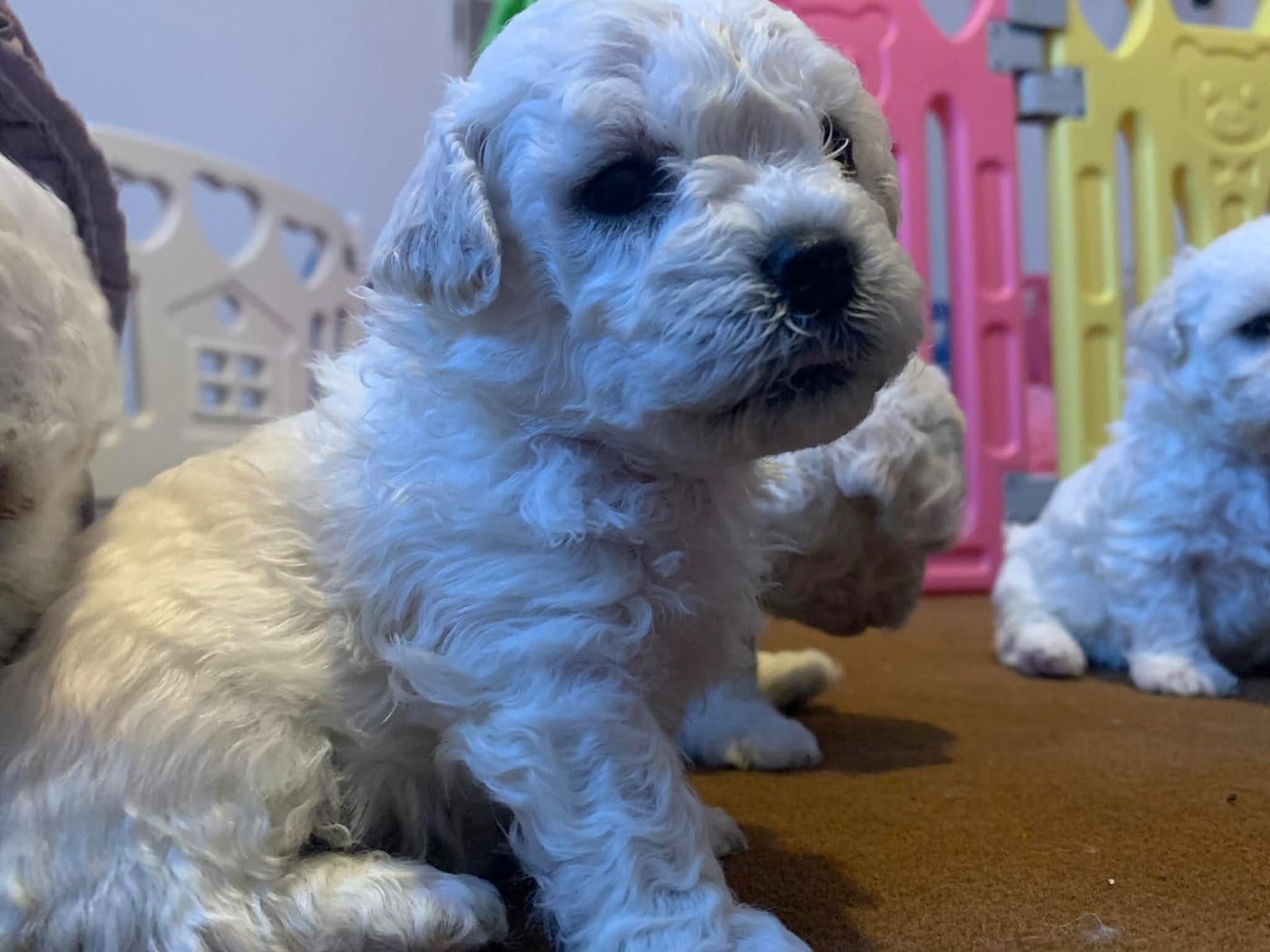 Bichon Frise - Le Royaume Des Fluffy