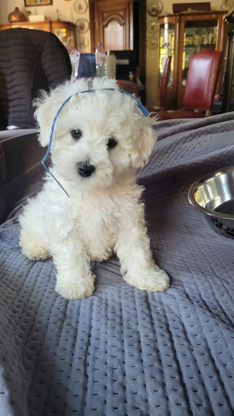 Buddy - Bichon Frise