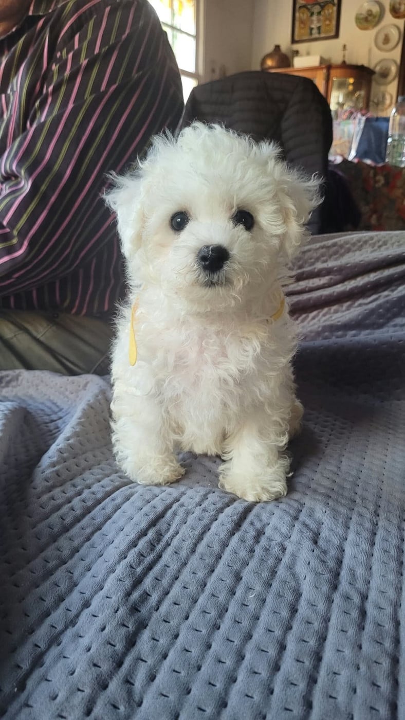 Banjo - Bichon Frise