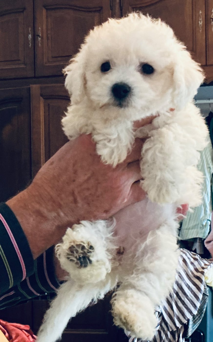 Bahia - Bichon Frise