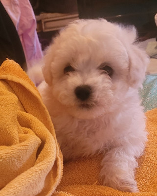 Les chiots de Bichon Frise