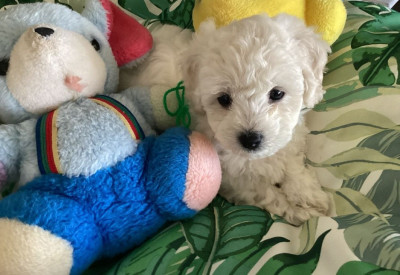 Les chiots de Bichon Frise