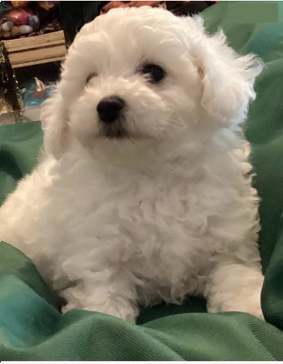 Les chiots de Bichon Frise