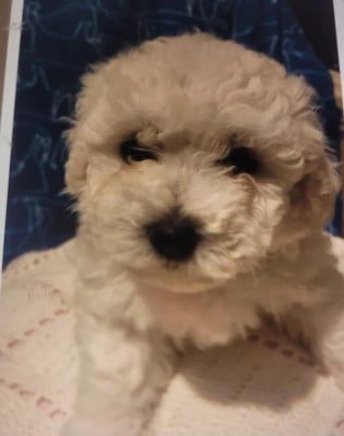 Les chiots de Bichon Frise