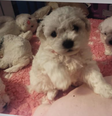 Les chiots de Bichon Frise