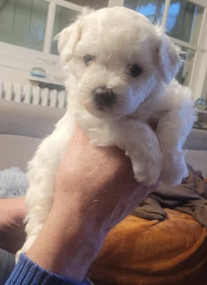 Les chiots de Bichon Frise