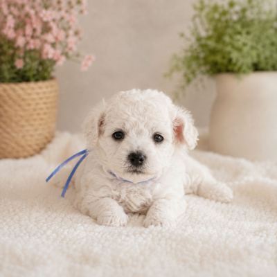 Les chiots de Bichon Frise