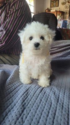 Banjo - Bichon Frise