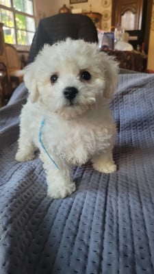 Bella - Bichon Frise