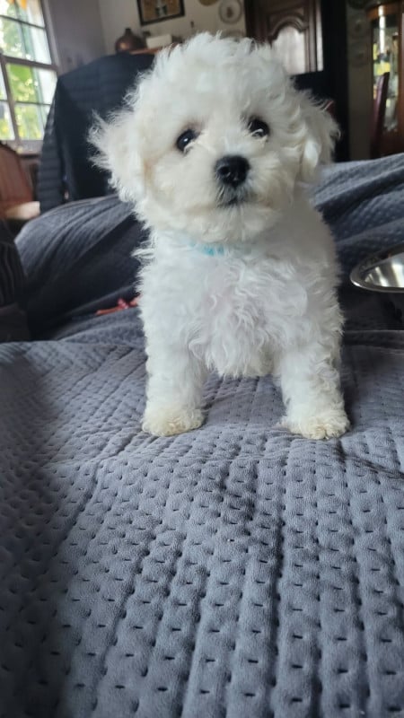 Bichon Frise - Le Royaume Des Fluffy