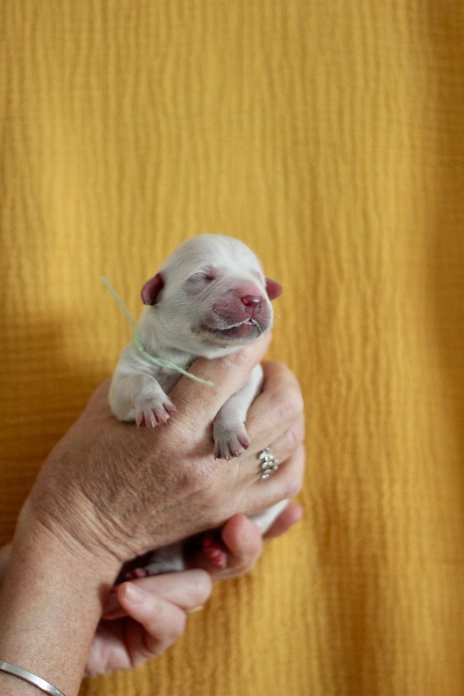 CHIOT 5 - Golden Retriever